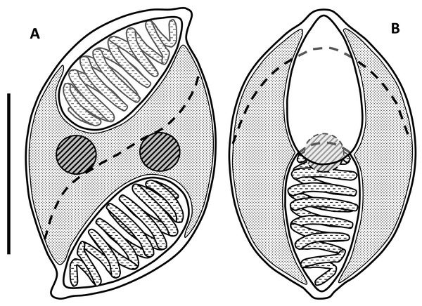 Line drawings of myxospores of Enteromyxum caesio n. sp.