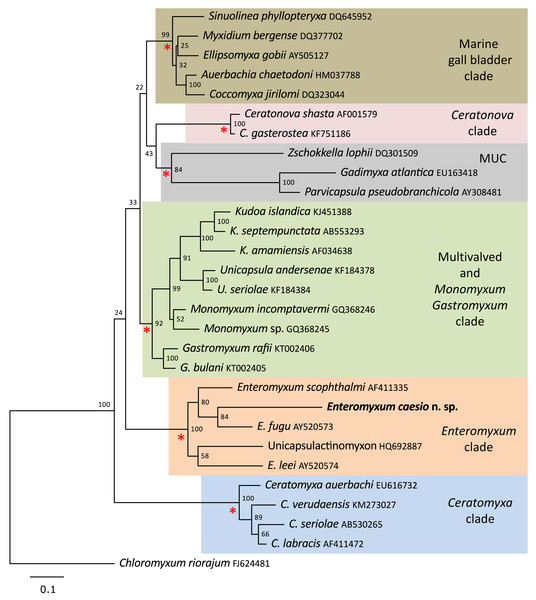 Maximum likelihood topology of the main clades of marine myxosporeans.