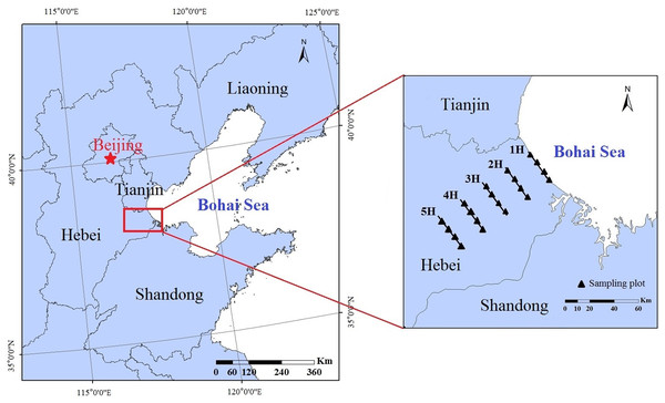 Locations of the experimental sites and sampling lines in China’s Bohai Bay area.