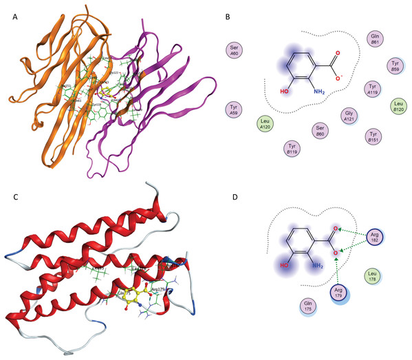 Interaction of 3-HAA with active site of TNF-α and IL-6.