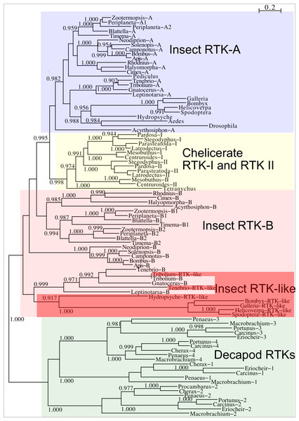 Phylogenetic tree of arthropod insulin RTKs.