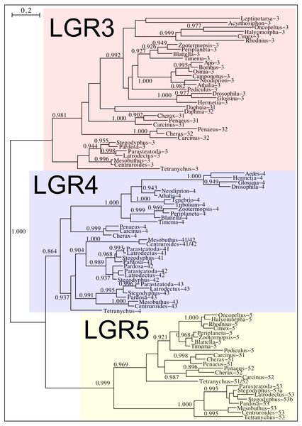 Phylogenetic tree of putative arthropod insulin GPCRs.