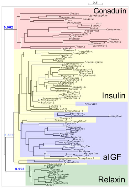 Insect ilp sequence similarity tree.