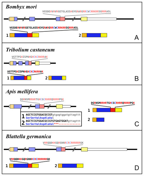 Intron-exon structures of aIGF genes.