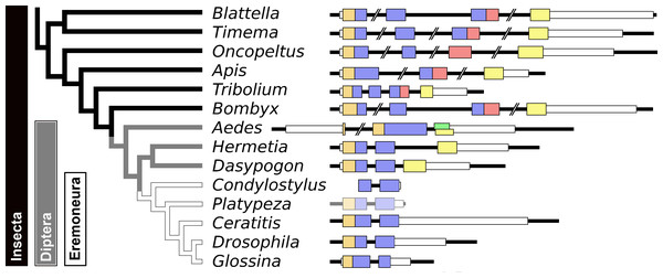 Evolution of the insect aIGF gene.