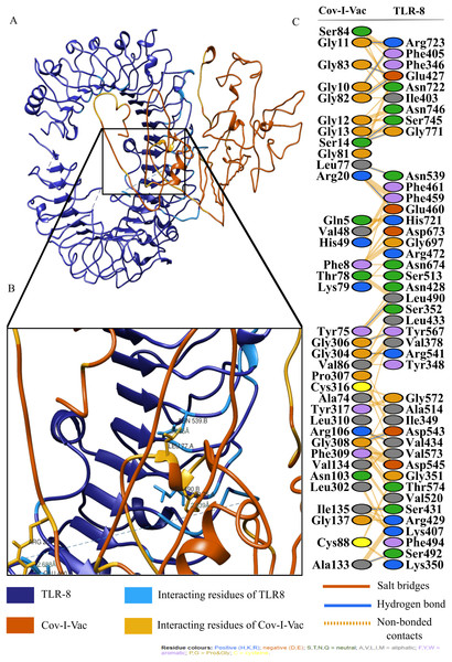 Protein-protein interaction of Cov-I-Vac and TLR8.