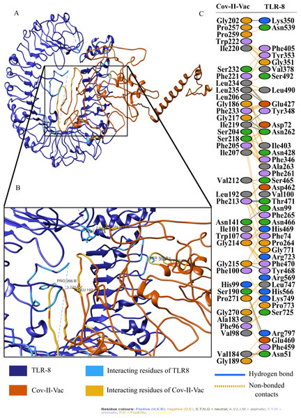 Protein-protein interaction of Cov-II-Vac and TLR8.