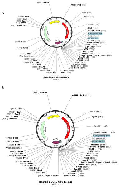 In silico cloned multi epitopes in plasmid pUC19.