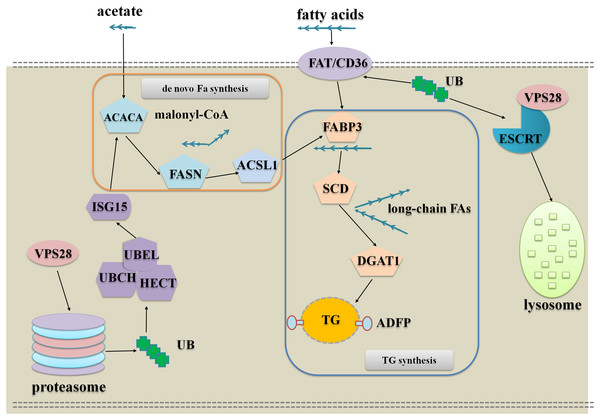 The network of VPS28 knockdown regulates milk fat synthesis in BMECs.