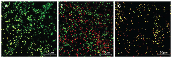 SAG treatment increased the cell membrane permeability of P. rettgeri.