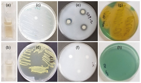 SSG plant growth promoting traits as shown in a colorimetric or plate assay.
