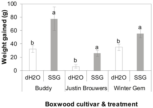 Boxwood plant growth of three cultivars—Buddy (intermediate), Justin Brouwers (slow) and Winter Gem (fast) as affected by SSG cell suspension (SSG) or control (dH2O) drench over a 10-month period.