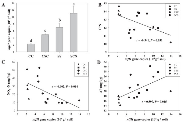 Effect of different cropping systems on diazotrophic nifH gene abundance (A) and the bivariate correlation between the abundance of the nifH gene and soil C/N (B), NO3−-N (C) and AP content (D) in black soil.