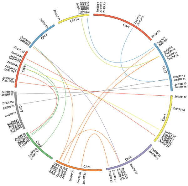 Chromosome location and duplication of ZmERF genes on maize chromosomes.