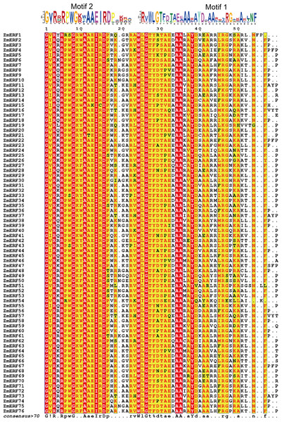 Sequence alignment of the AP2 domains in the 76 ZmERF TFs.
