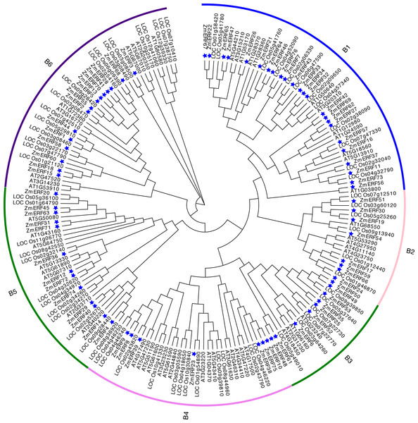 Neighbor-joining (NJ) tree of Arabidopsis, rice, and maize ERF subfamily members.