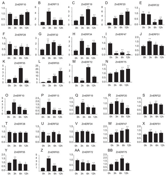 Expression patterns of 14 selected ZmERF genes under (A-N) salt and (O-AB) drought treatment.
