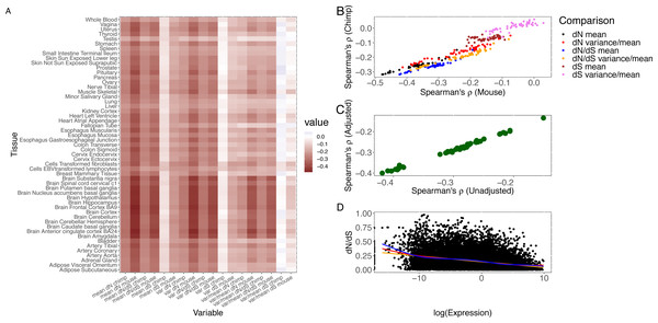 Correlation of measures of protein sequence evolution and expression features per tissue.