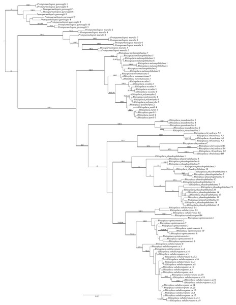 Bayesian inference of phylogenetic relationship within Rhizoplaca subdiscrepans s. lat. based on ITS rDNA sequences.