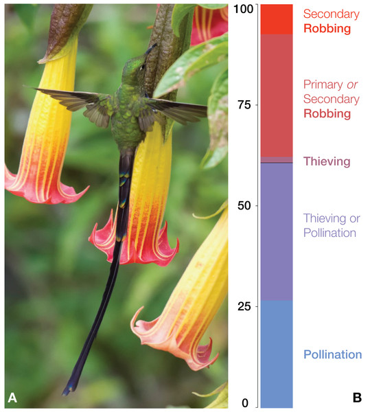 (A) A nectar robbing visit by a black-tailed trainbearer Lesbia victoriae on Brugmansia sanguinea, whose flower was previously pierced by a species of Diglossa (photo by Diego Emerson Torres; used with permission); (B) bar plot illustrating the relative visit mode frequencies of Lesbia species.