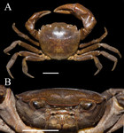 Description of two new species of the genus Heterochelamon Türkay & Dai ...