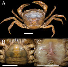 Description of two new species of the genus Heterochelamon Türkay & Dai ...