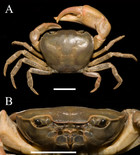 Description of two new species of the genus Heterochelamon Türkay & Dai ...