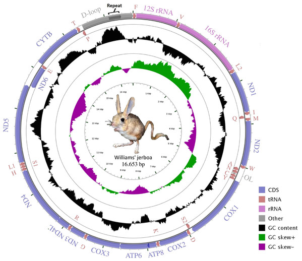 Graphical map of the Williams’s jerboa mitogenome.
