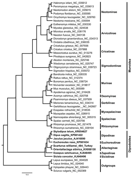 Bayesian tree displaying the phylogenetic relationships between Scarturus williamsi, seven other Dipodoidea species and 36 Muroidea species based on mitogenome sequences and GTR+G+I model.