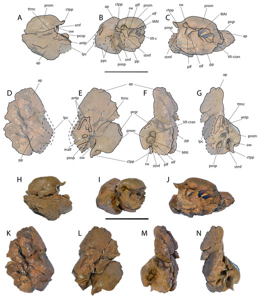 Holotype skull of Protororqualus wilfriedneesi sp. nov. Left periotic.