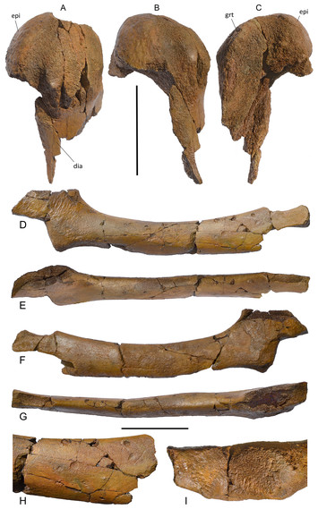 A new balaenopterid species from the Southern North Sea Basin informs ...