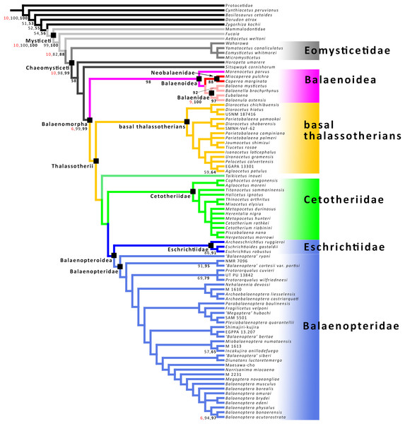 Phylogenetic relationships of Mysticeti.