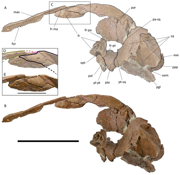 Holotype skull of Protororqualus wilfriedneesi sp. nov. Left lateral view.