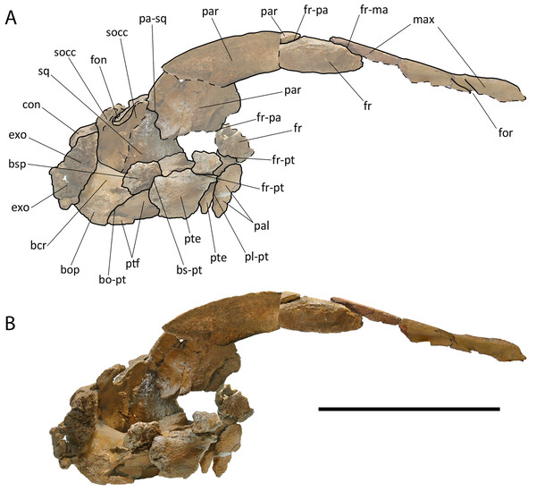 Holotype skull of Protororqualus wilfriedneesi sp. nov. Right lateral view.