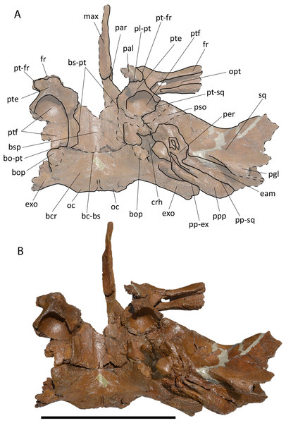 Holotype skull of Protororqualus wilfriedneesi sp. nov. Ventral view.