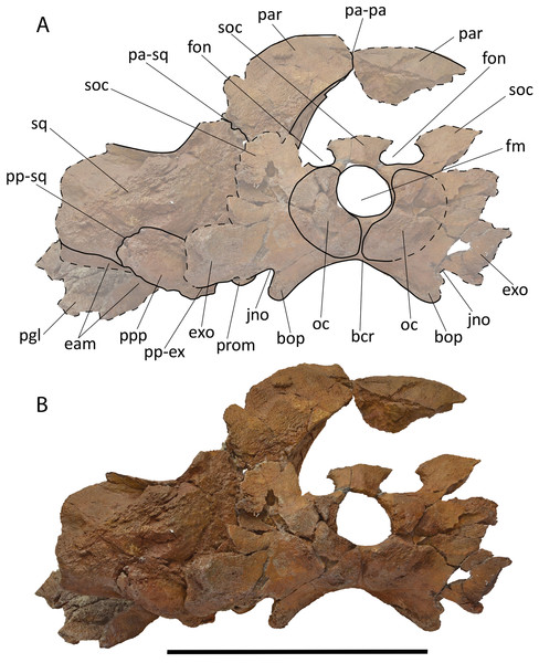 Holotype skull of Protororqualus wilfriedneesi sp. nov. Posterior view.