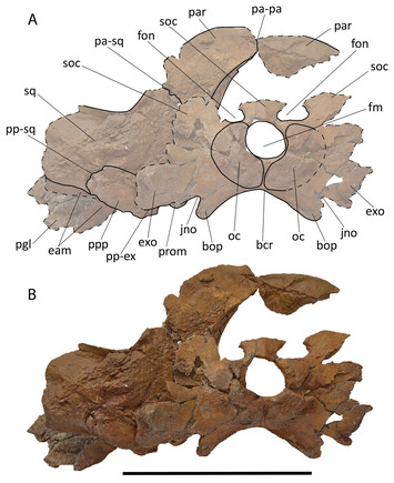 A new balaenopterid species from the Southern North Sea Basin informs ...