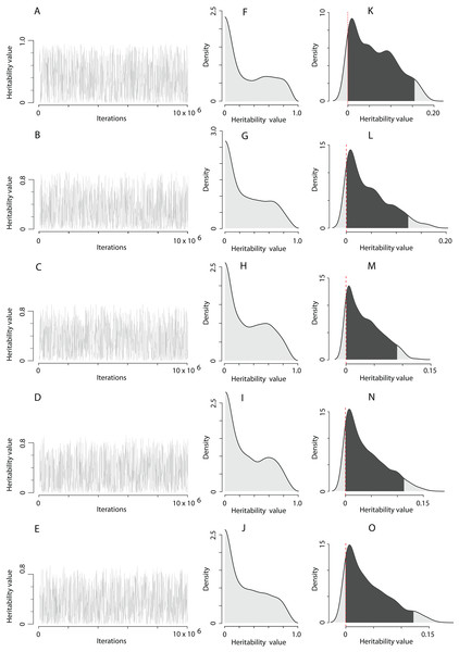 The posterior distribution of the heritability of the EPO number approximated by the MCMC algorithm using the prior R1 for the residual covariance structure.