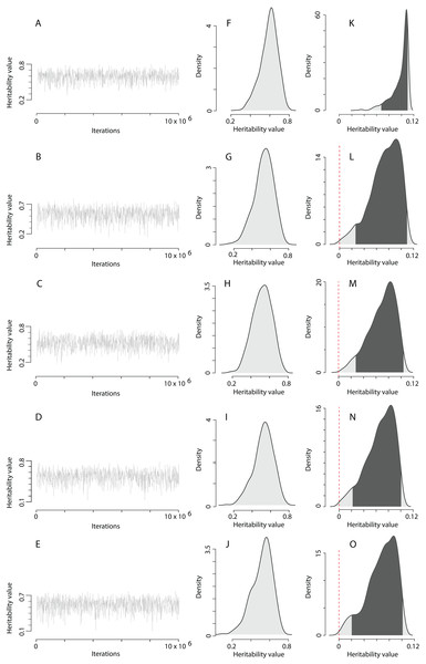 The posterior distribution of the heritability of the EPO number approximated by the MCMC algorithm using the prior R2 for the residual covariance structure.