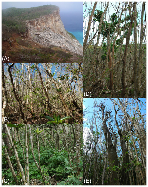 Photographs showing the situation of the Sekimon forests after the typhoon.