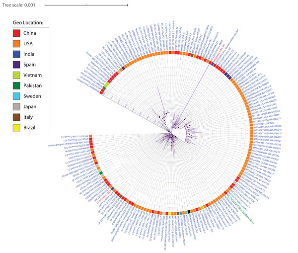 ML phylogeny representing relationship amongst 167 SARS-CoV-2 strains.