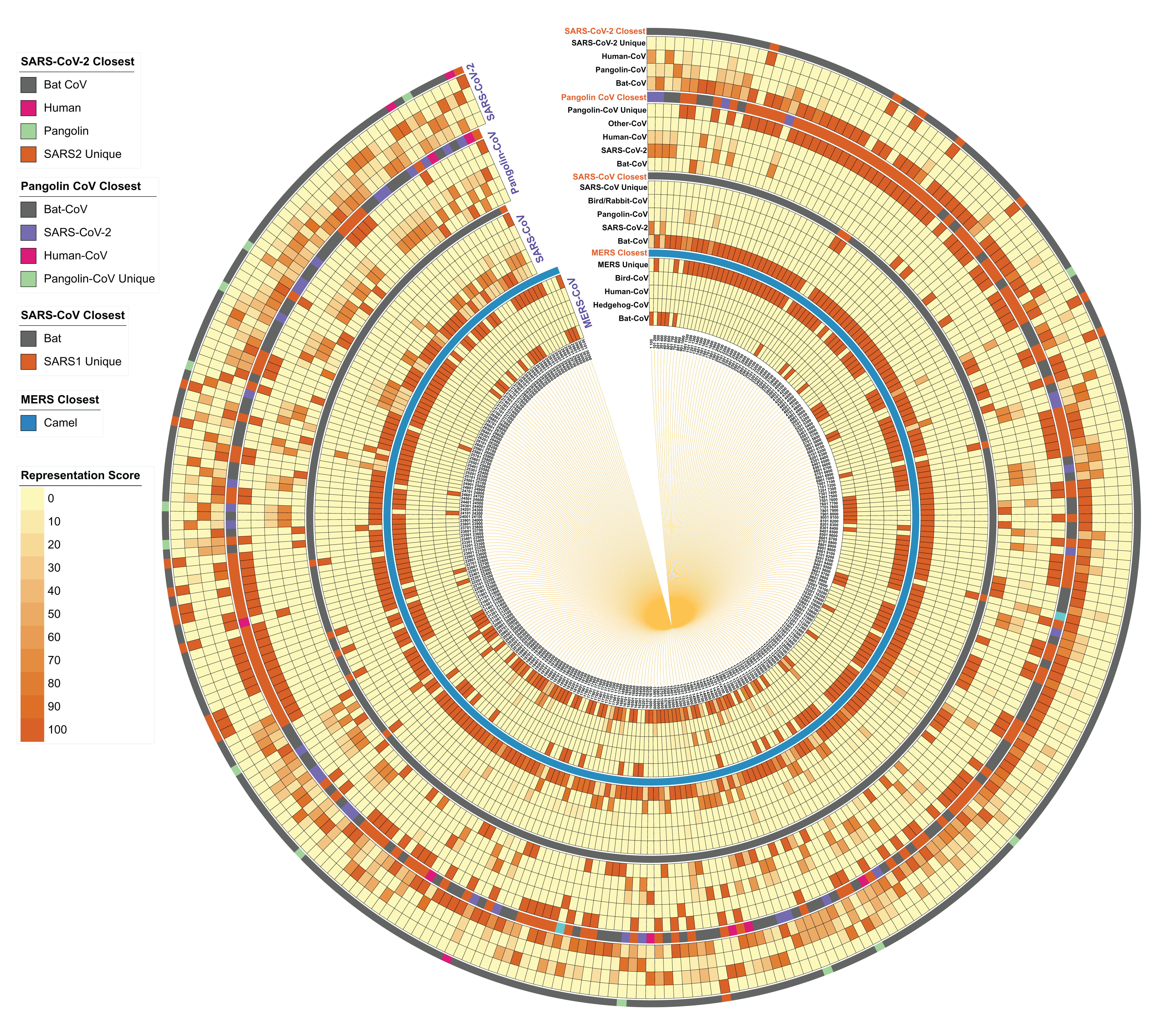 Understanding genomic diversity, pan-genome, and evolution of SARS-CoV-2  [PeerJ]