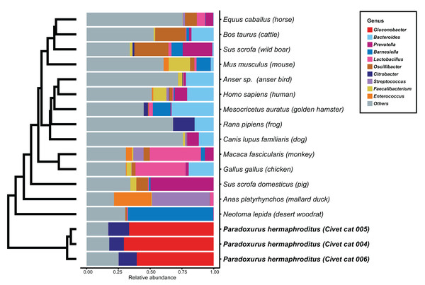 Hierarchical clustering of bacterial genera of microbes identified in feces from different animals.