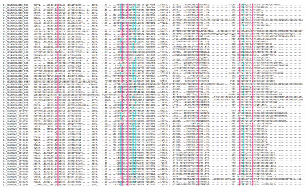 Amino acid alignment of OBPs in A. grahami and OBPs sequences from D. melanogaster.