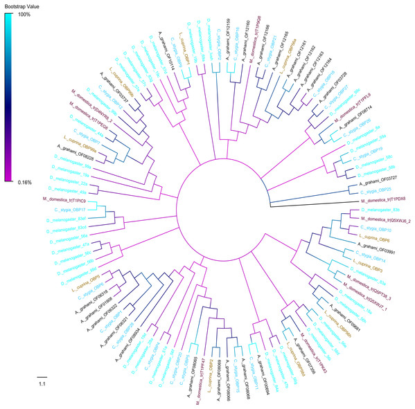 Phylogenetic tree of putative OBPs from A. grahami and other insects.