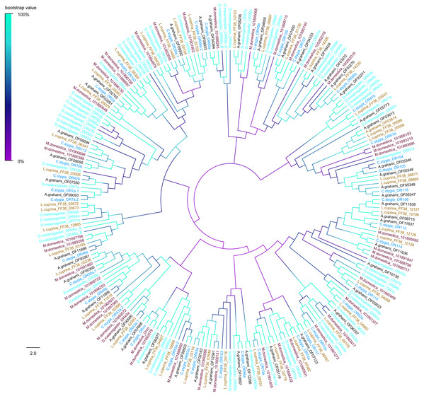 Phylogenetic tree of putative ORs from A.grahami and other insects.