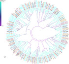 Identification of olfactory genes of a forensically important blow fly ...