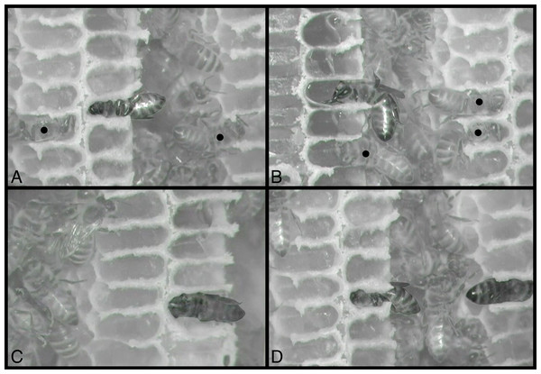 Still images from infrared-sensitive videos of behaviors, with all honey bees head-first inside cells.