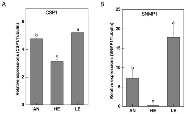 P. akamusi CSP1 and SNMP1 transcript levels in different tissues measured by RT-qPCR..