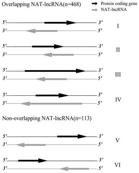 Classification of NAT-lncRNAs.